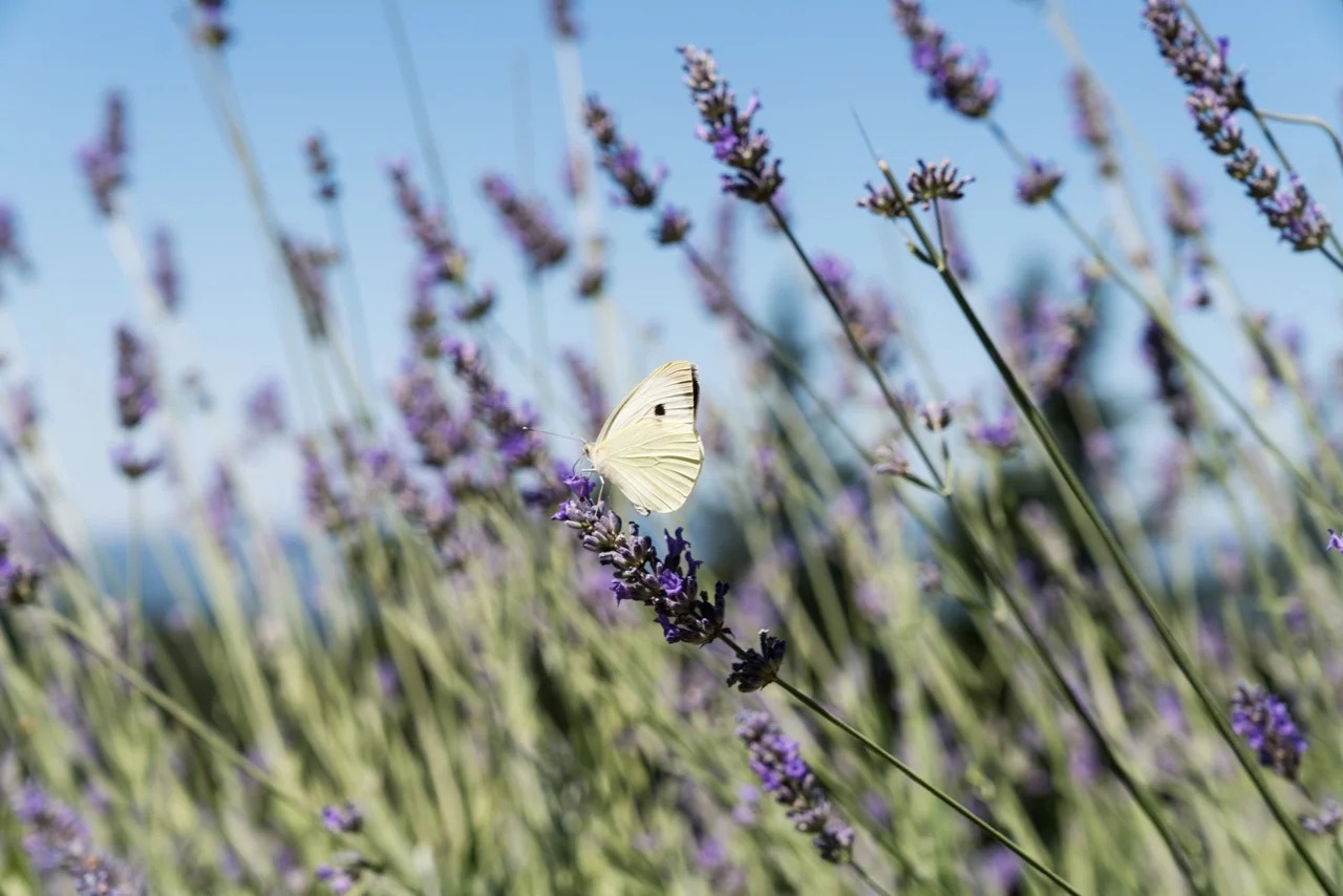 Garden-11.jpg