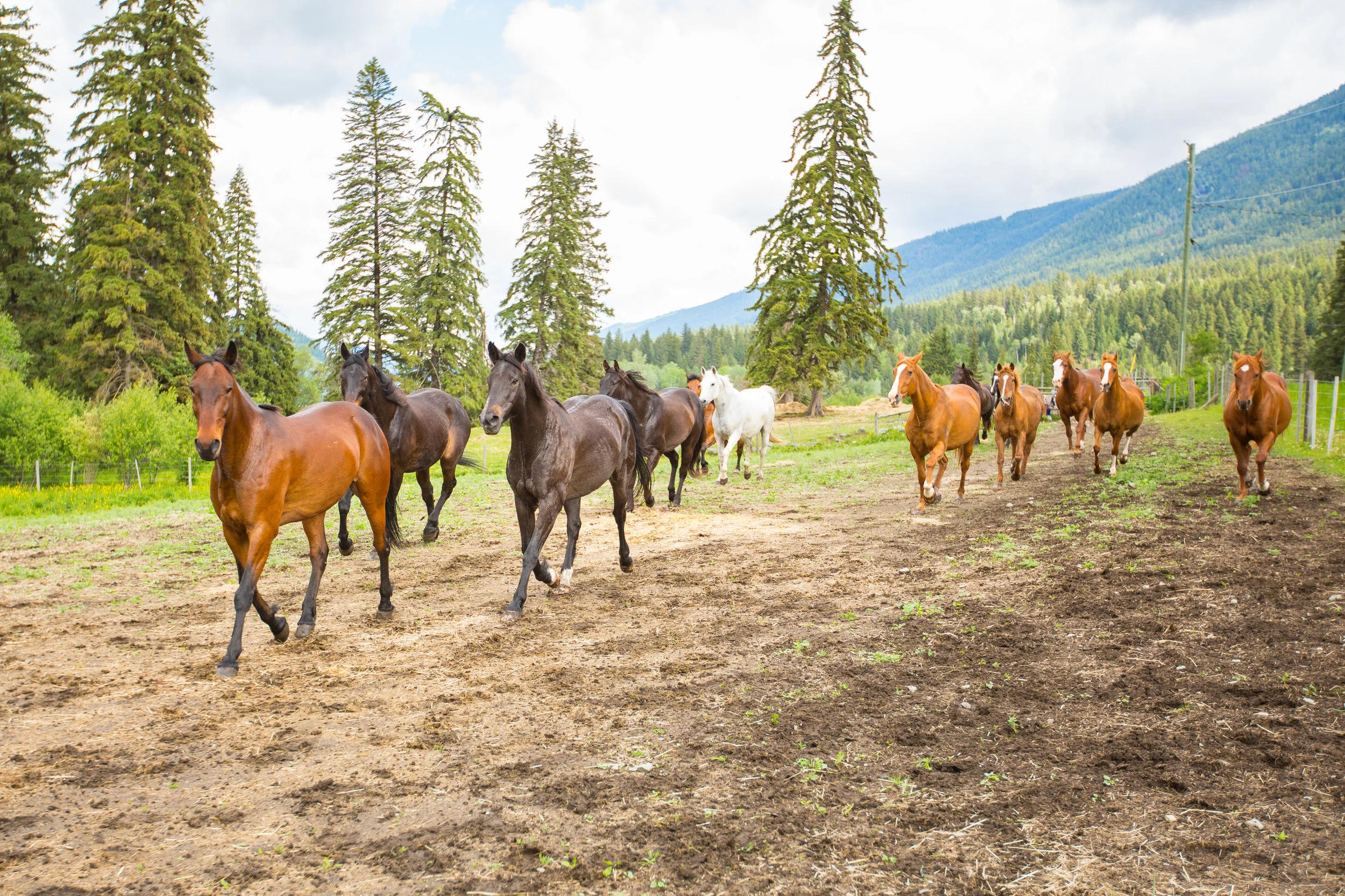 Horses - High Res-05.jpg