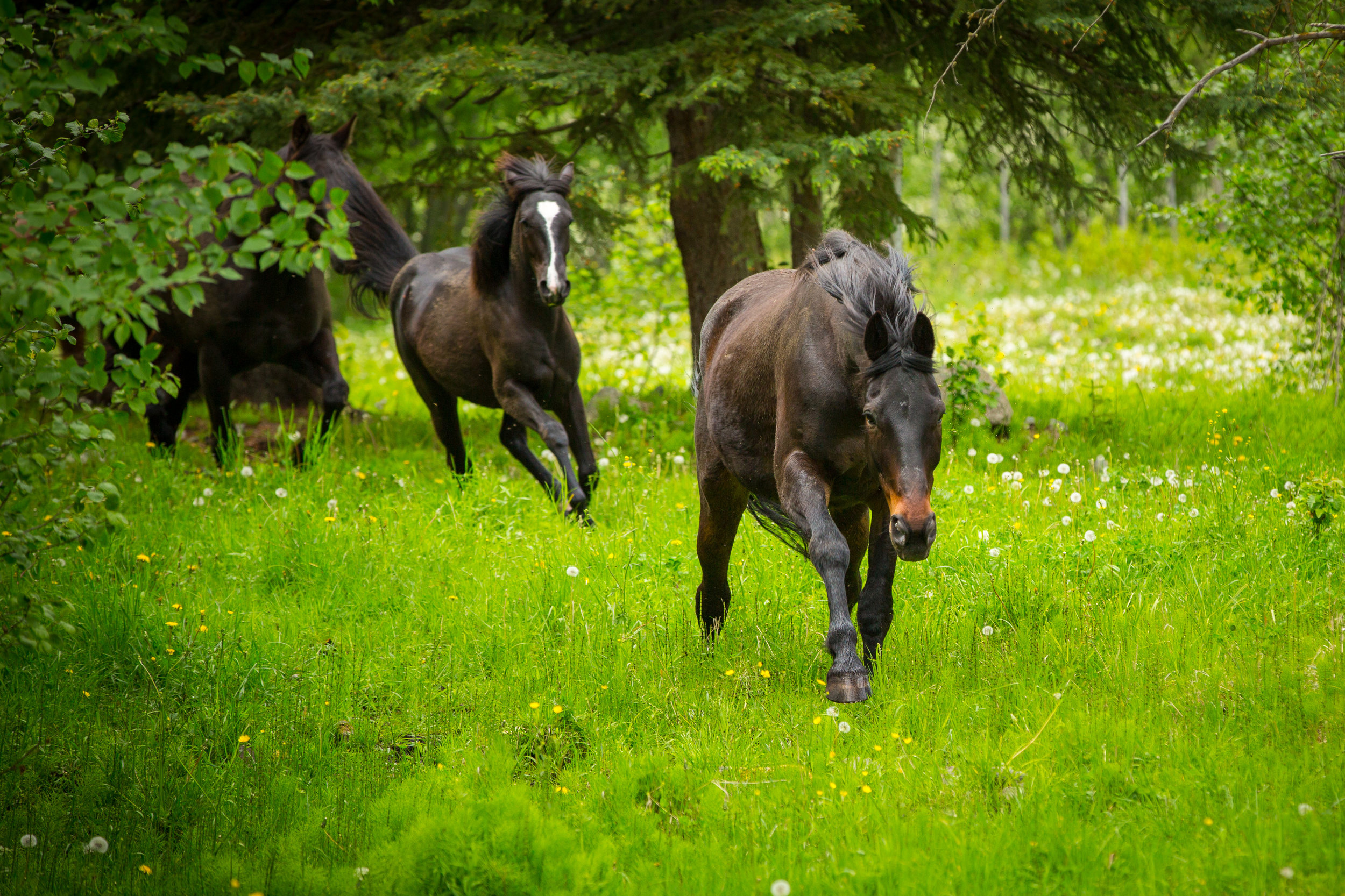 Horses - High Res-44.jpg
