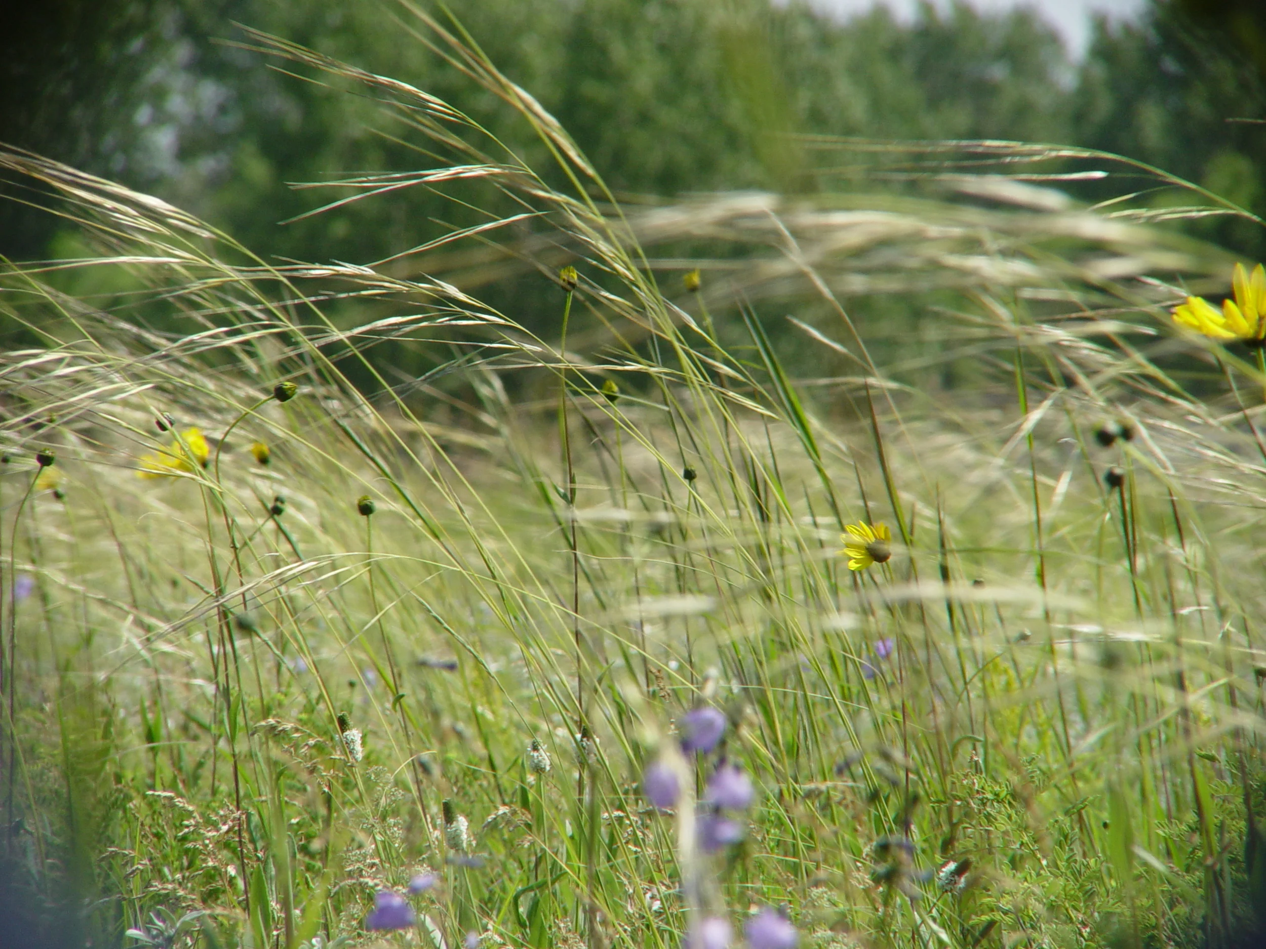 Tall Prairie Grass