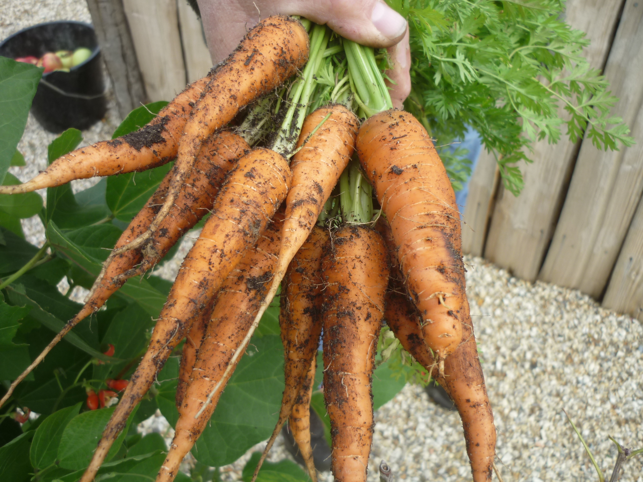 Bunch of organic carrots