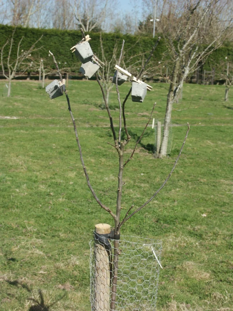 Ringmer Community Orchard — Common Cause