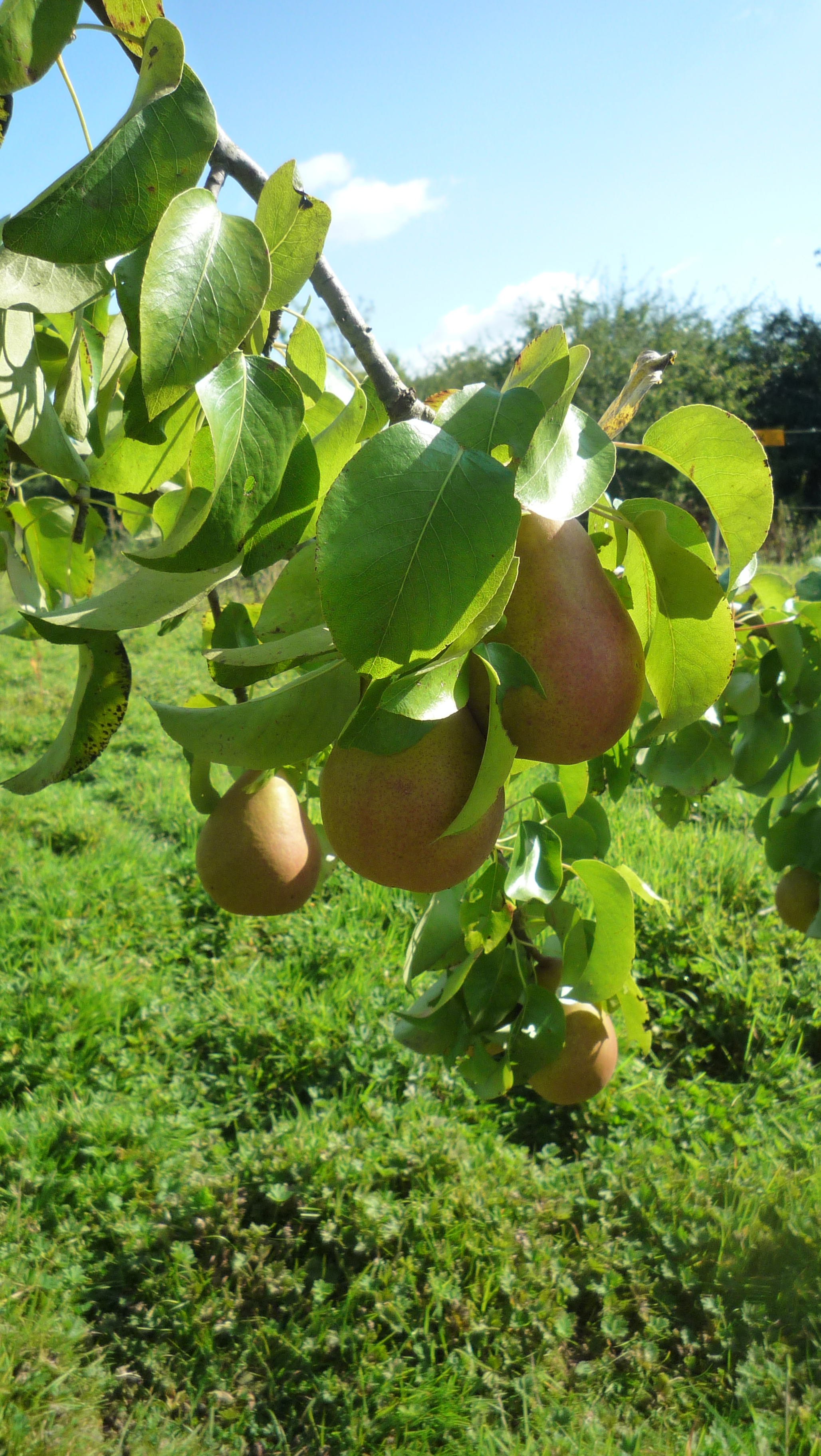 close up of pears.JPG