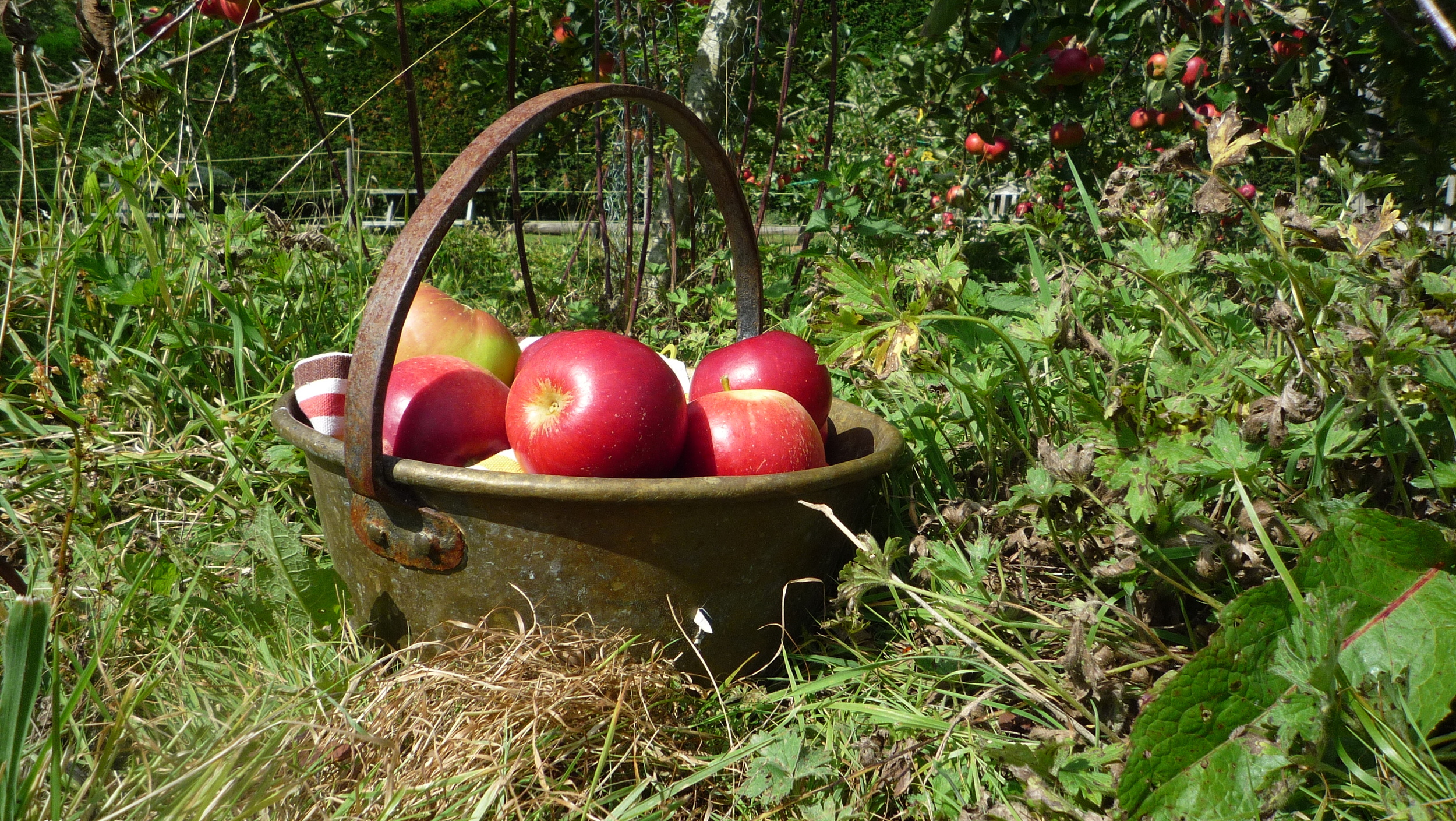 red apples in basket.JPG