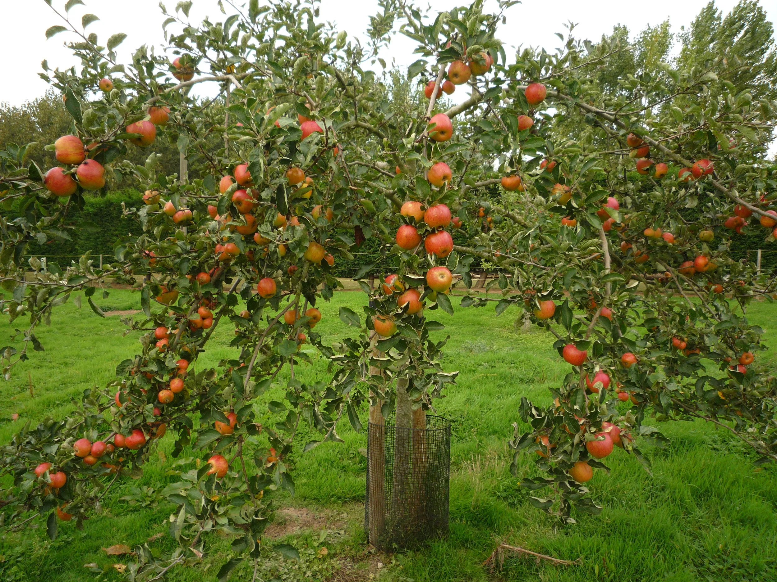 ribston pippin apple tree.JPG