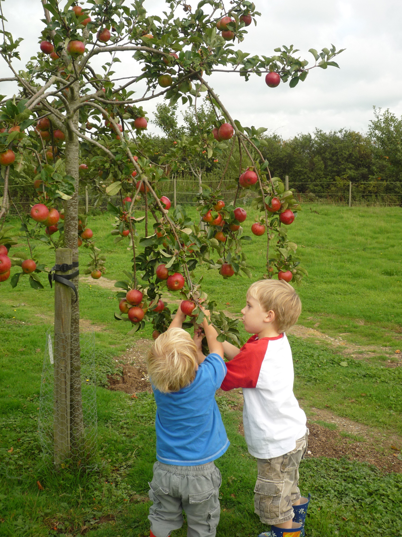 Children picking apples for web.jpg