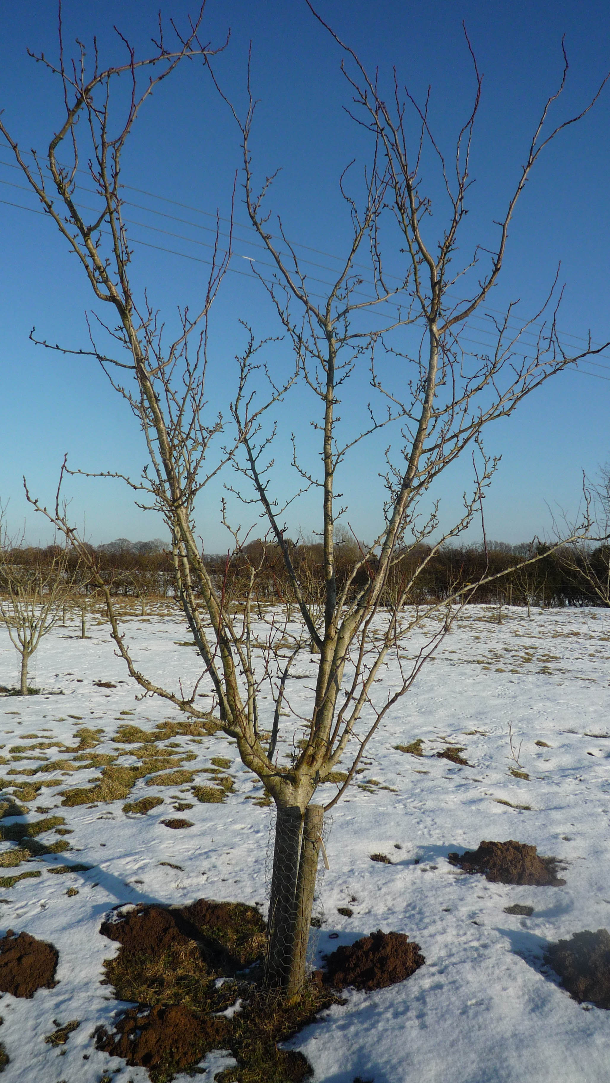 orchard in snow.jpg