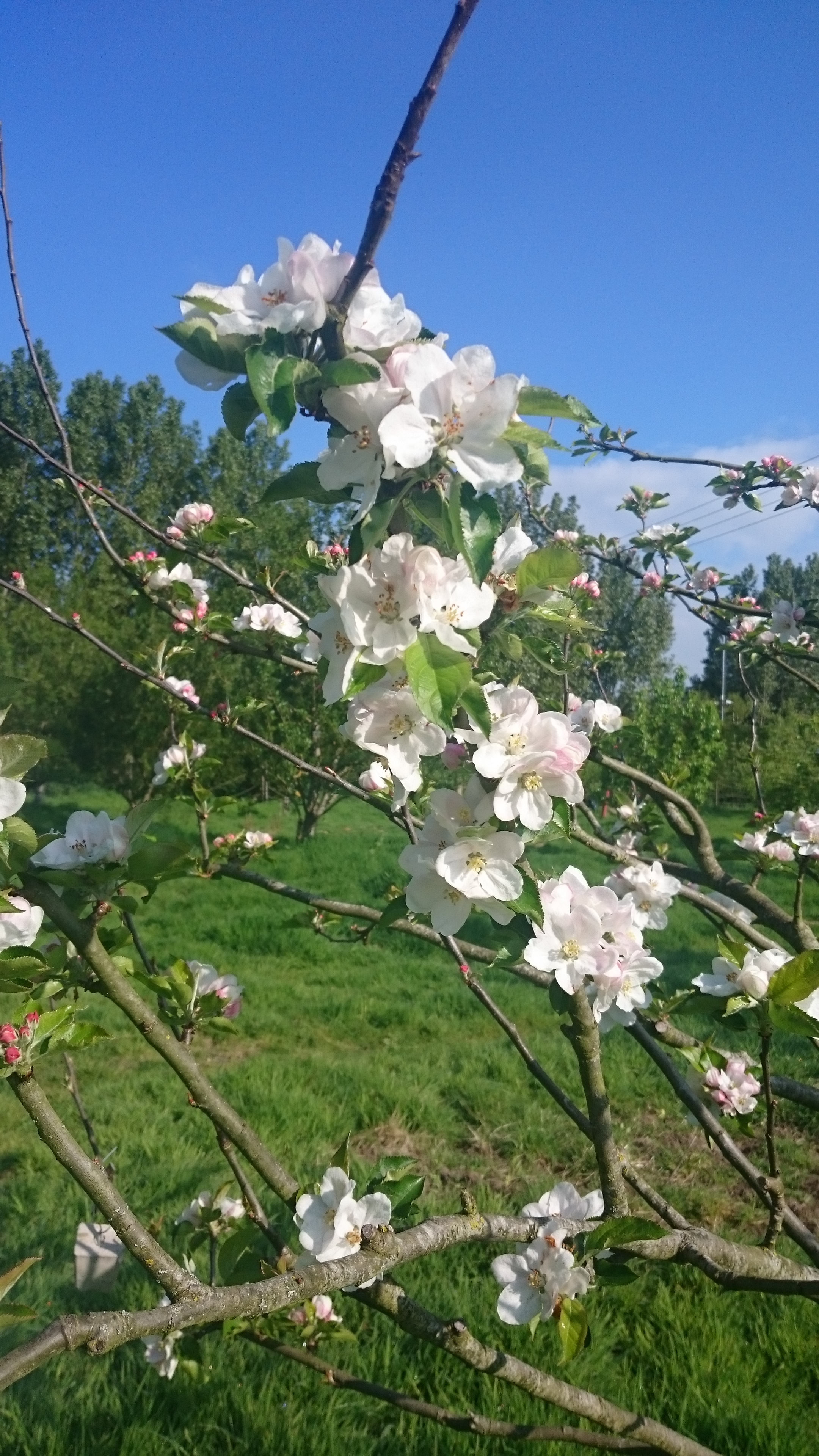 blossom-close-up-rca-may-2016.jpg