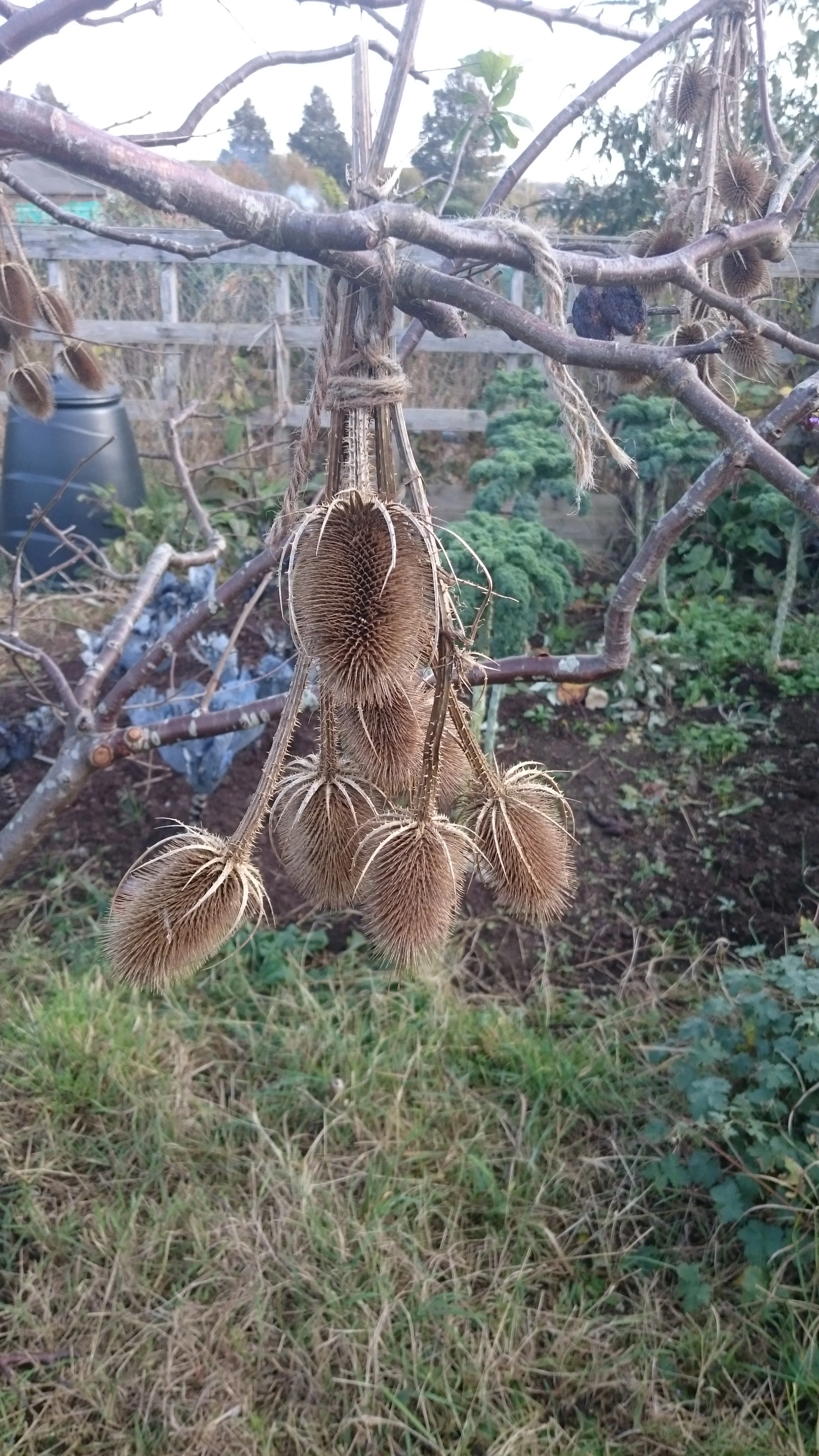 Teasels