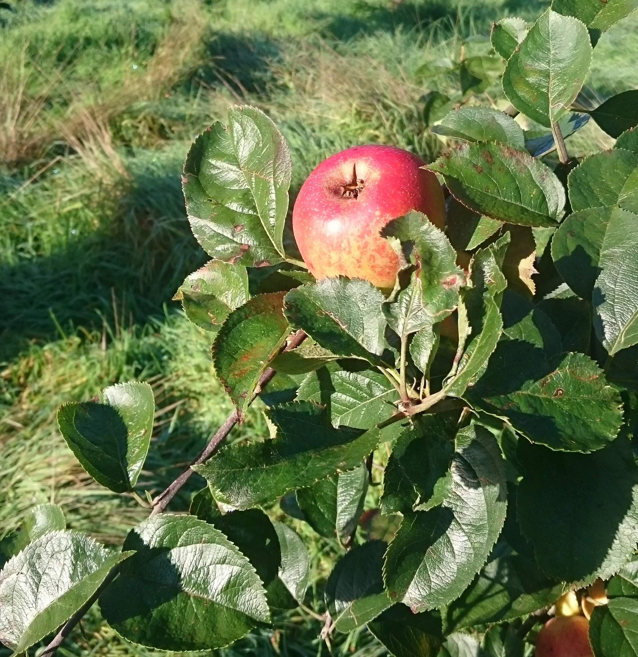 Ringmer Community Orchard