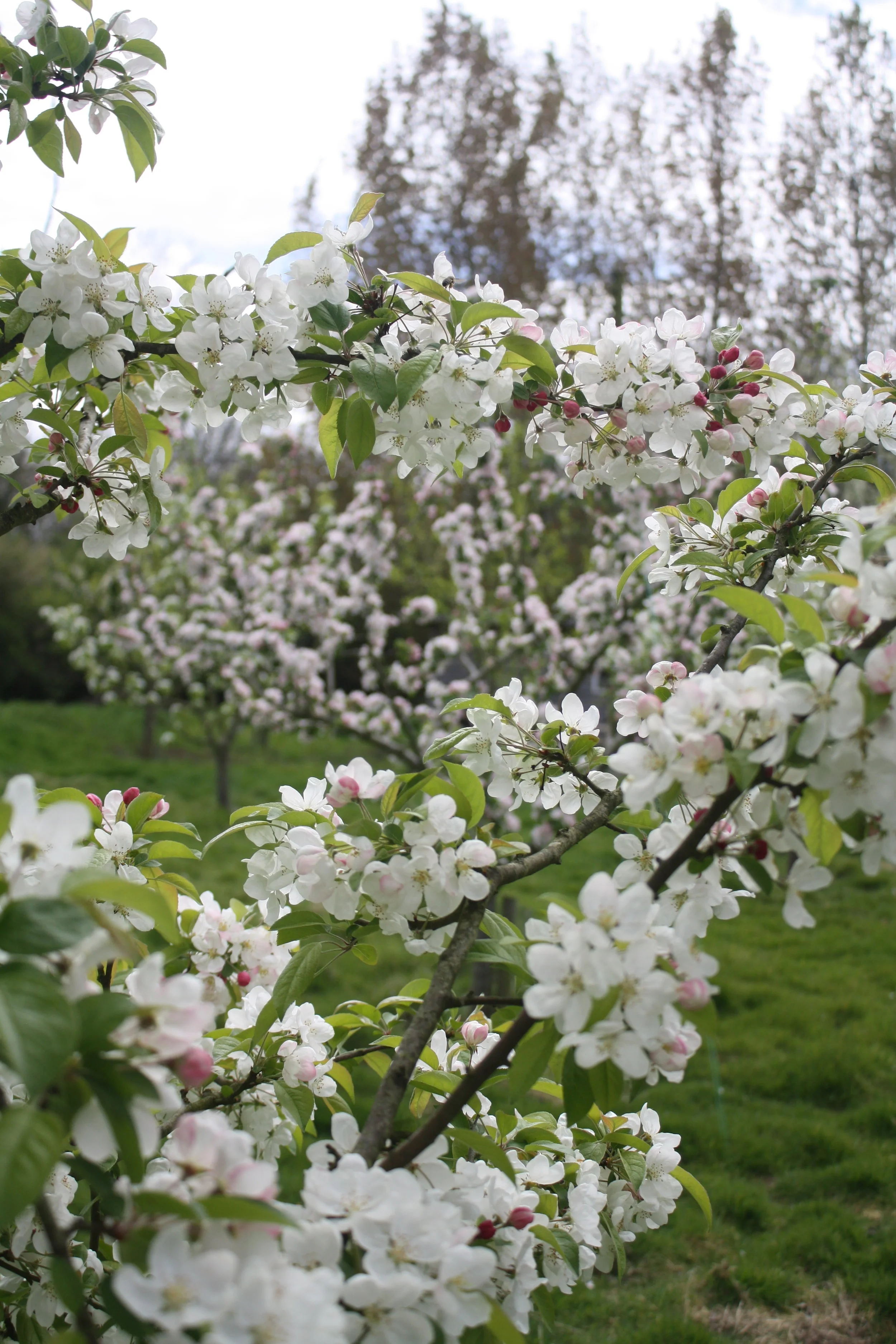 Blossom time