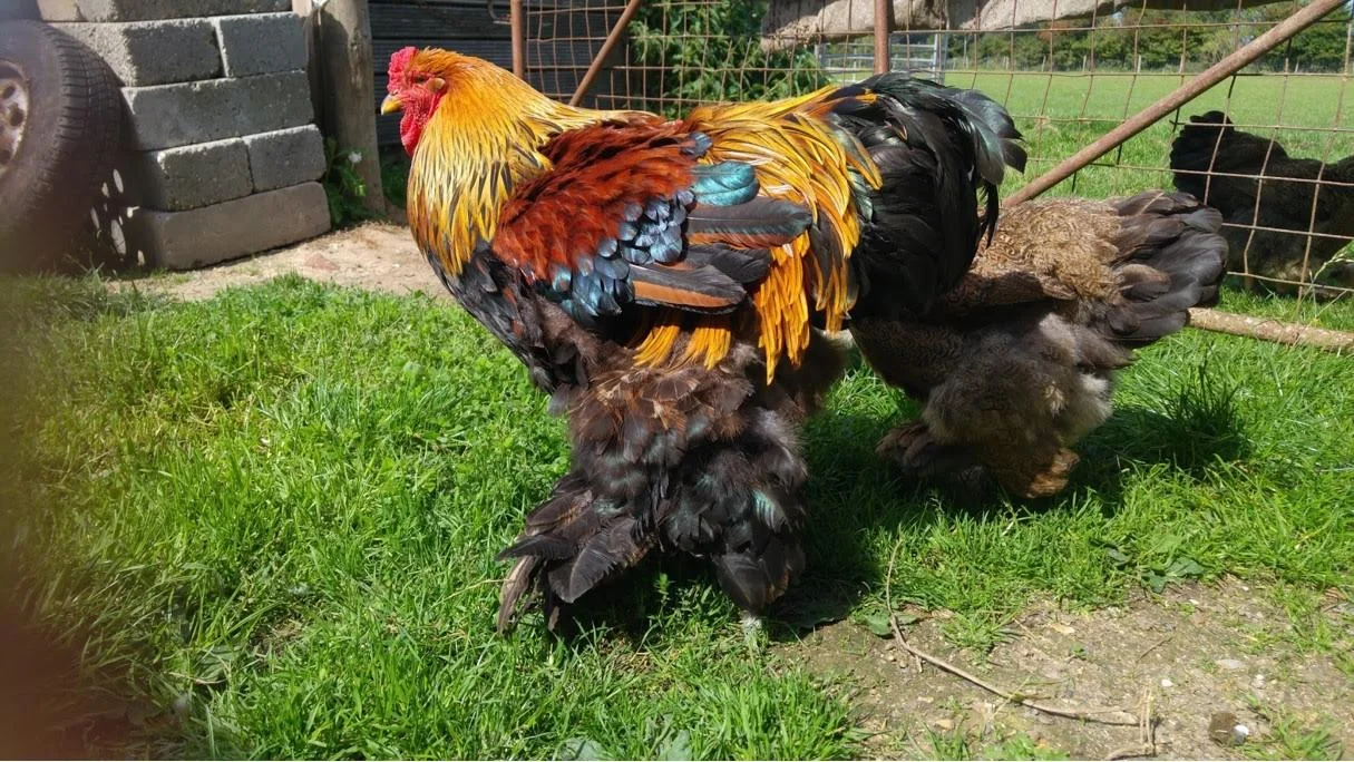 Brahma Cockerel