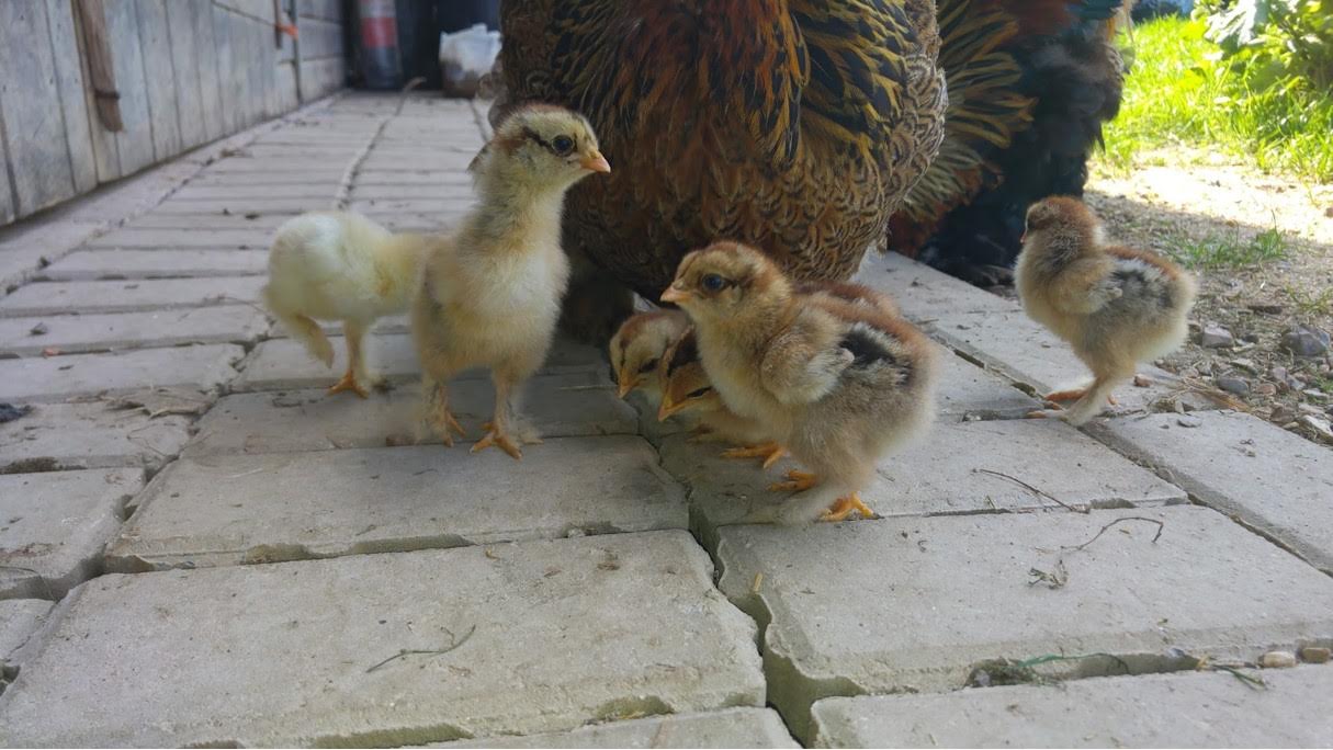 Brahma chicks