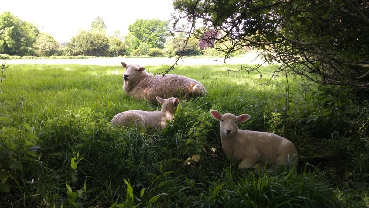 Ewe and lambs find cool shade to rest