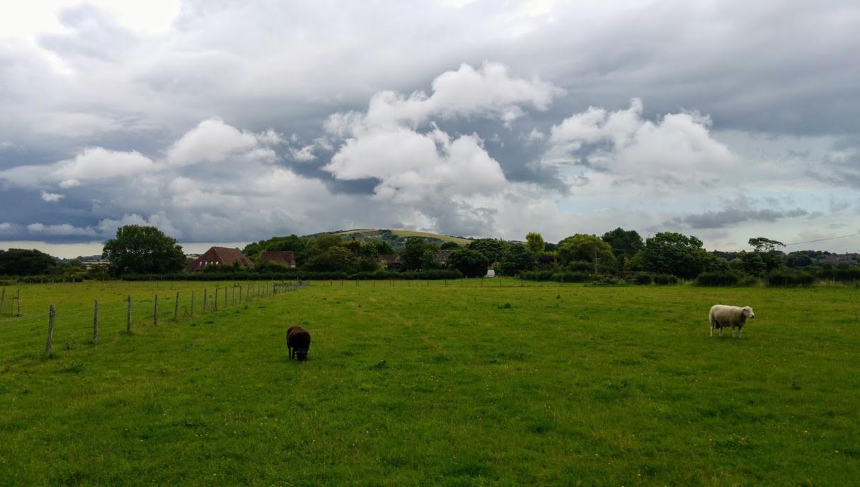 Rain clouds gather over Malling Hill as rams graze in the Ivors Lane field