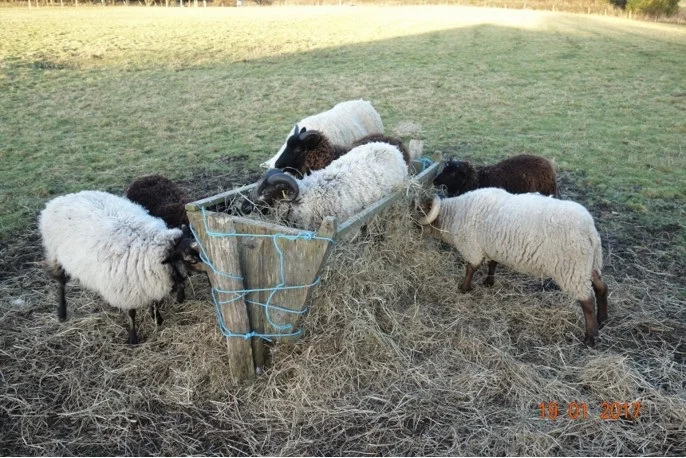 Rams enjoy a feed of hay, 2 have jumped into the feeding trough