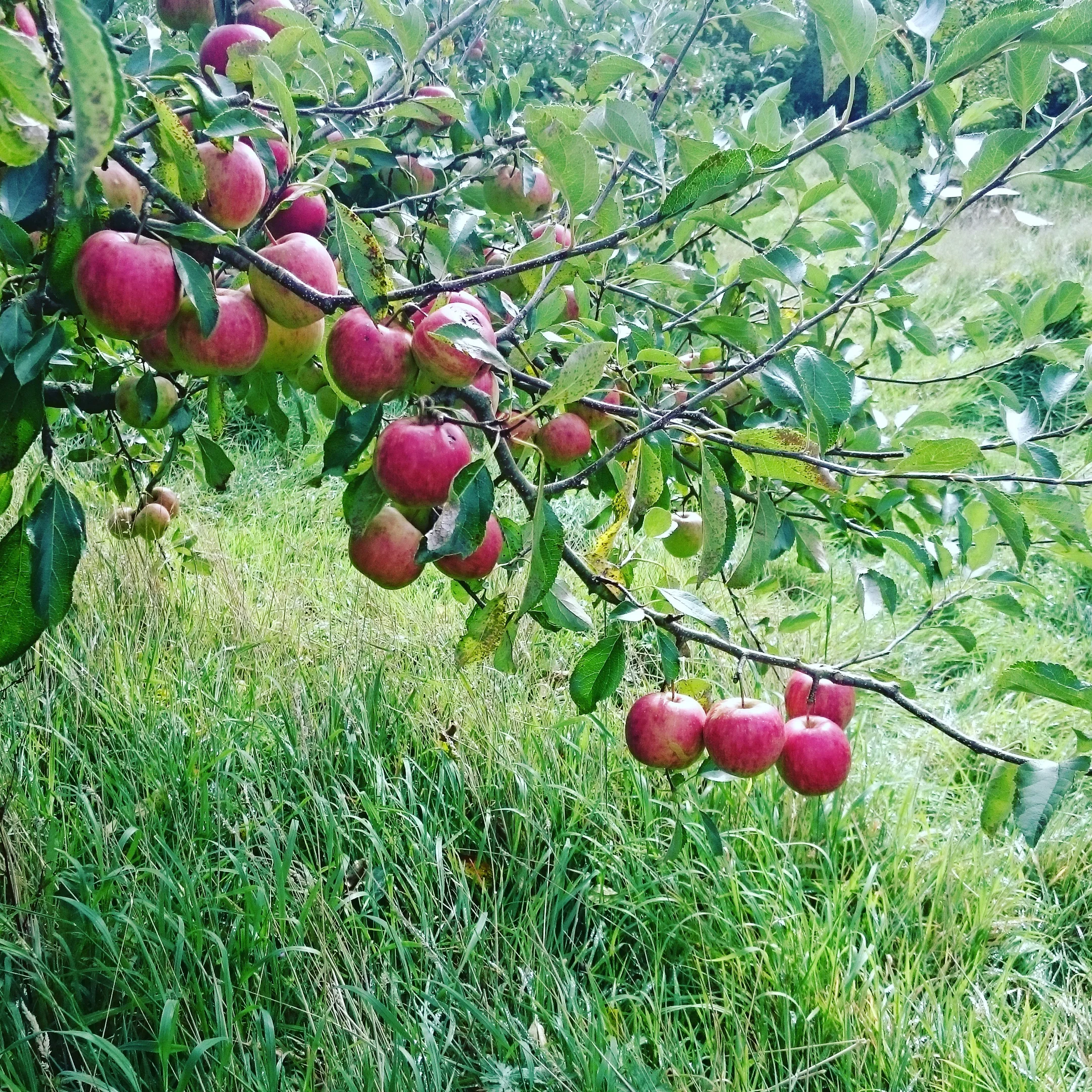 Ringmer Community Orchard