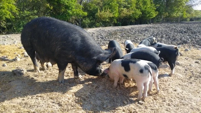 Happy and piglets