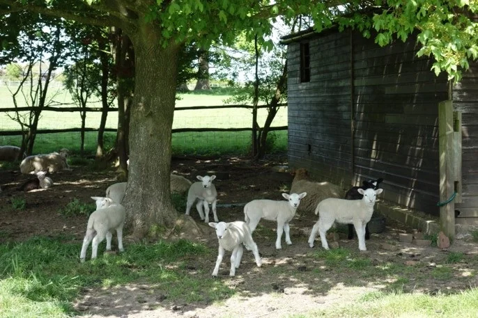 Finding shade