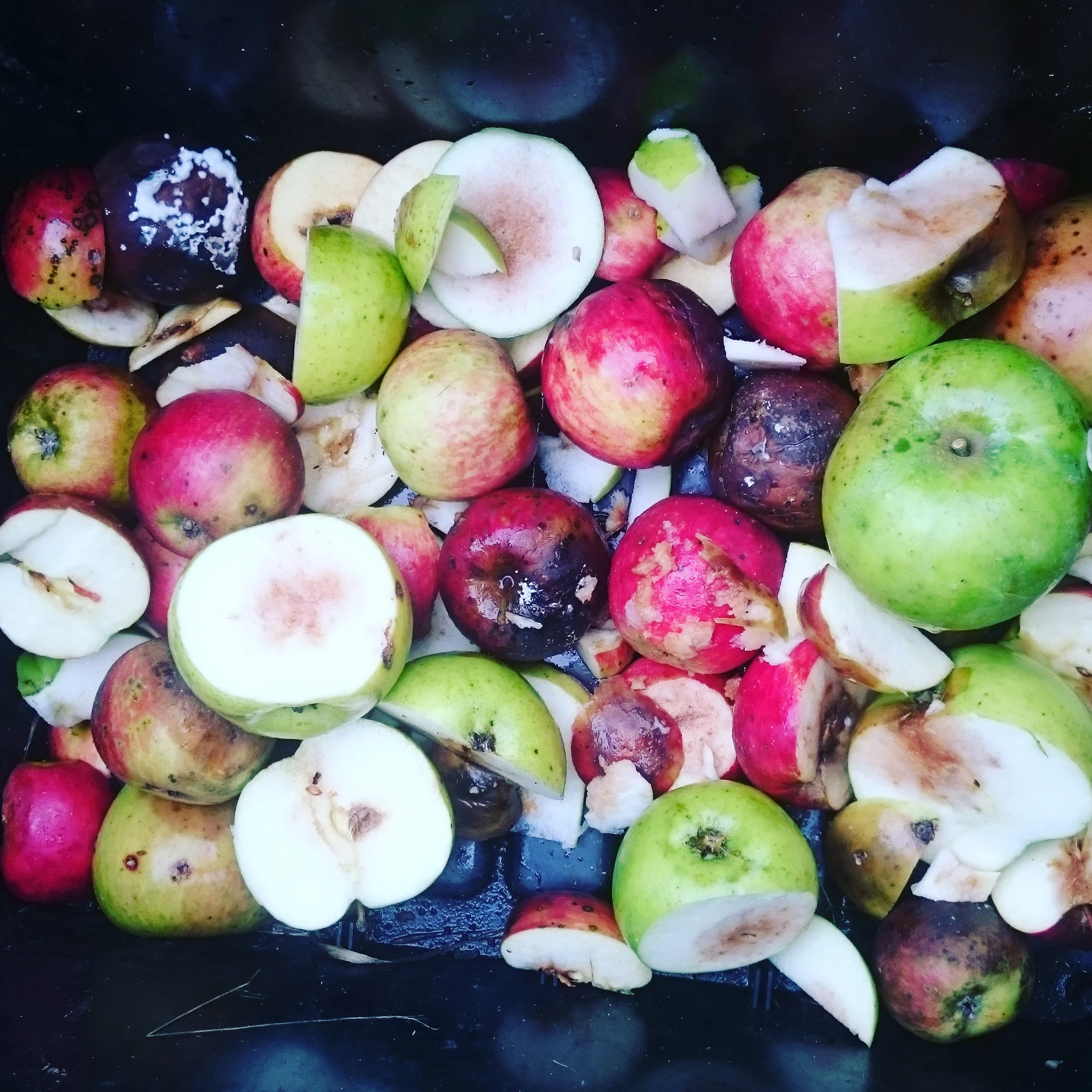 Discarded apples