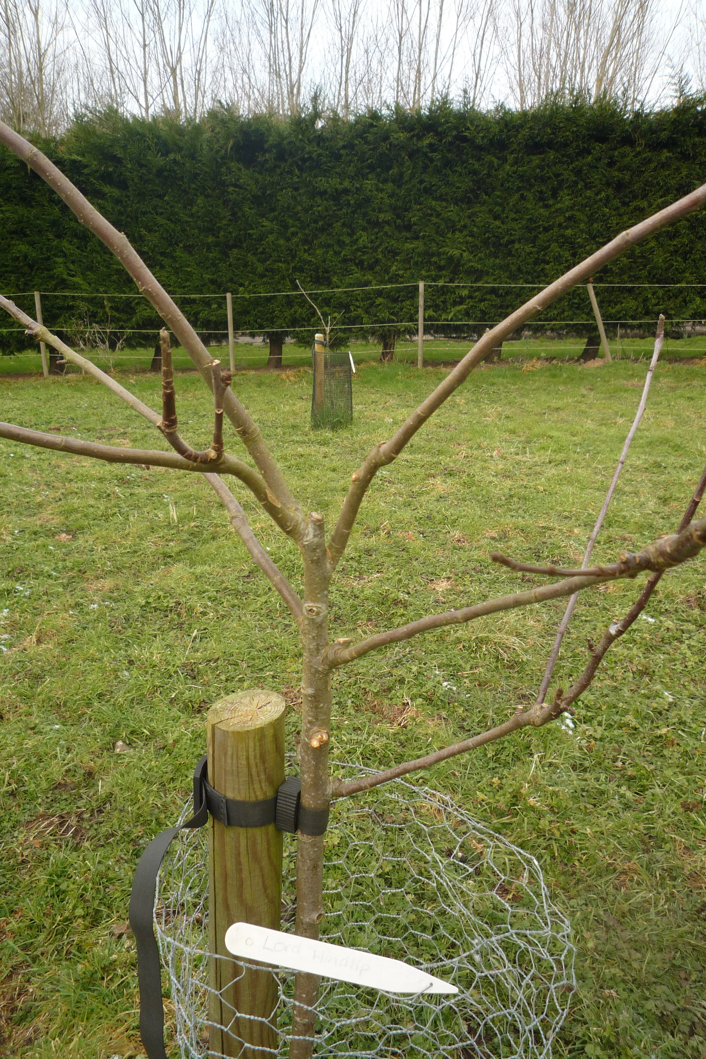  Pruning Large Apple Trees: Expert level 