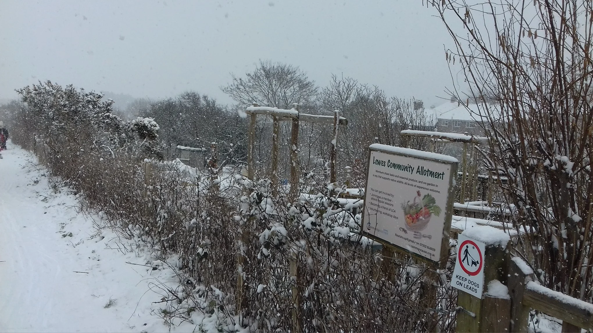 lca snow feb 2018 path.jpg