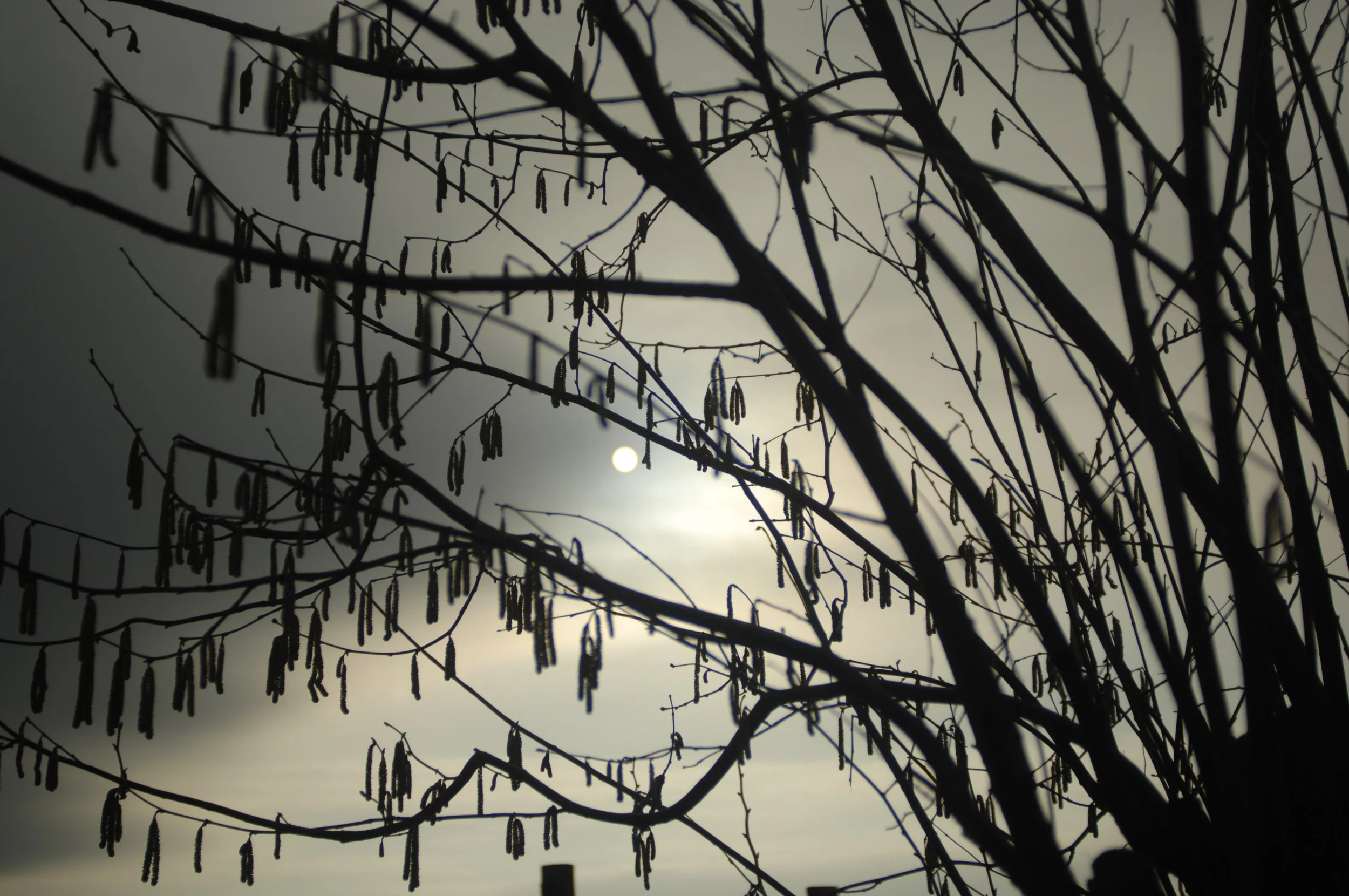 photo by Maggie Lambert