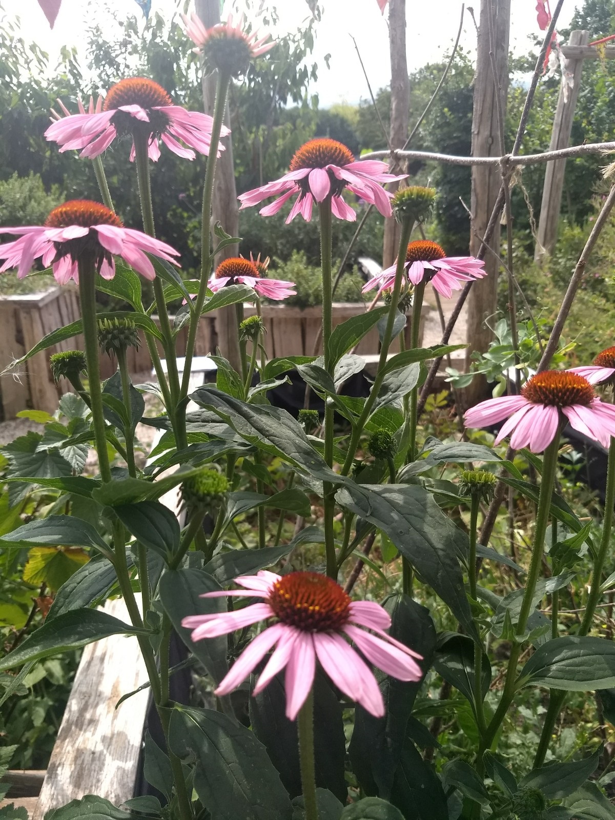 Echinacea in bloom
