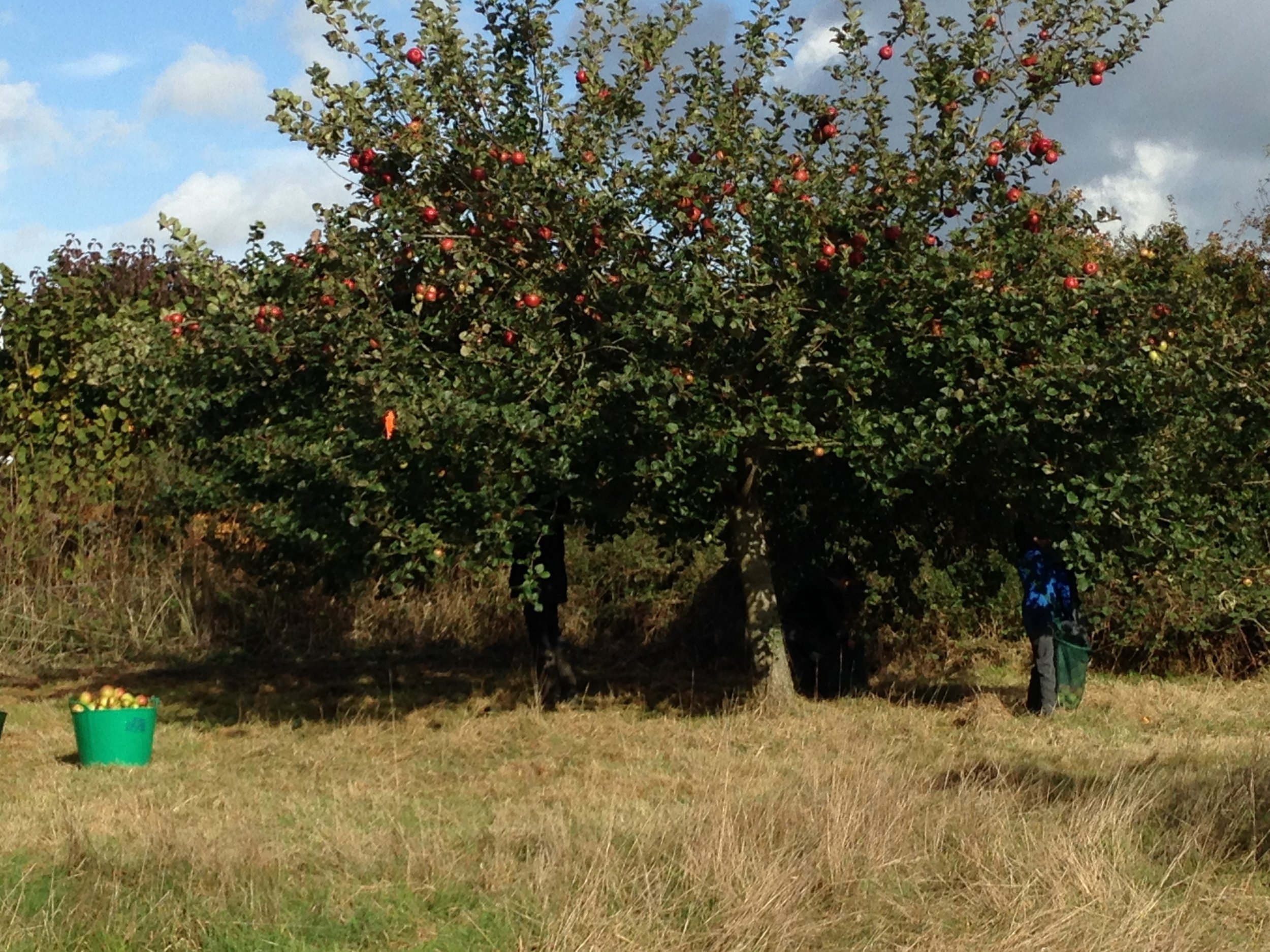 Ringmer Community Orchard