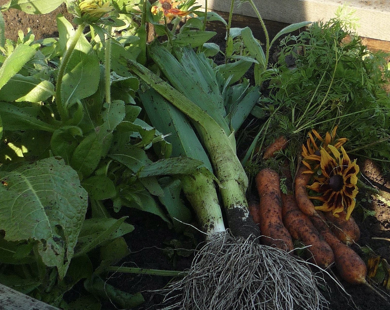 Lewes Community Allotment 