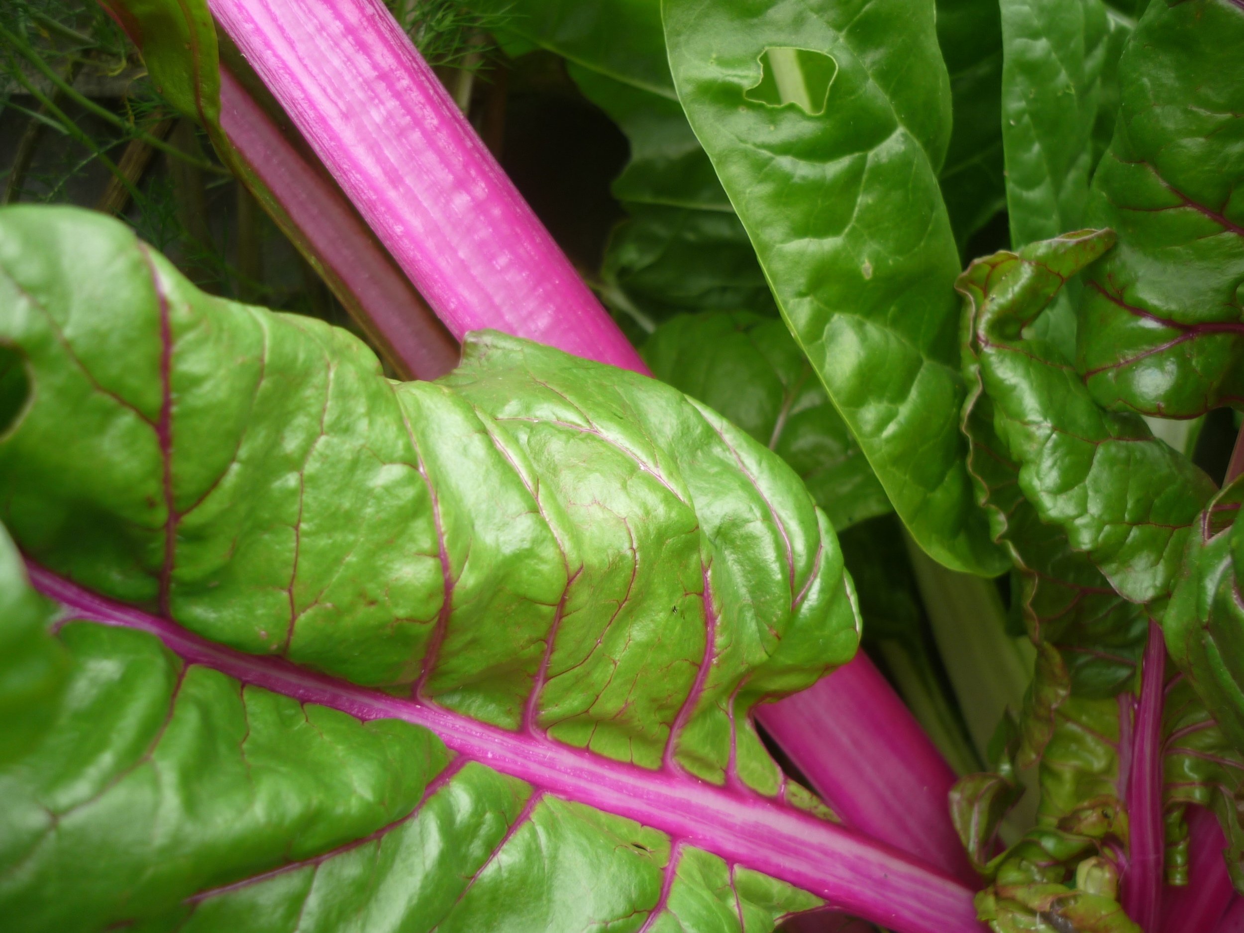 Chard stem