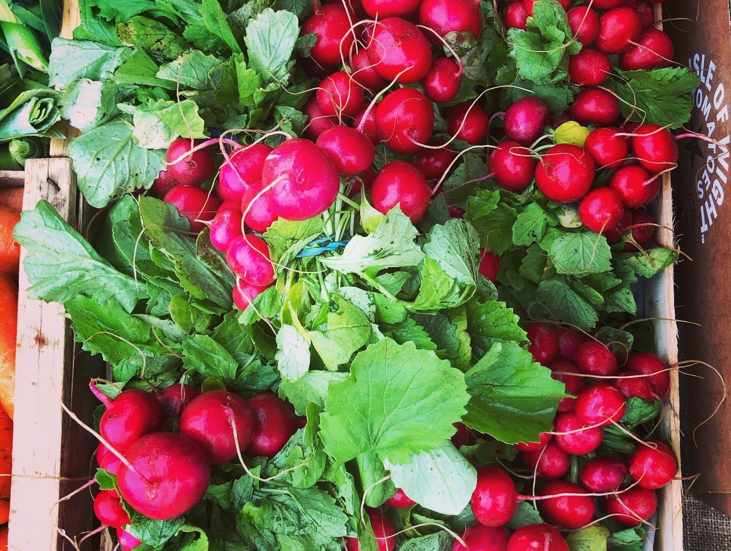 Radishes Ashurst Organics.jpg