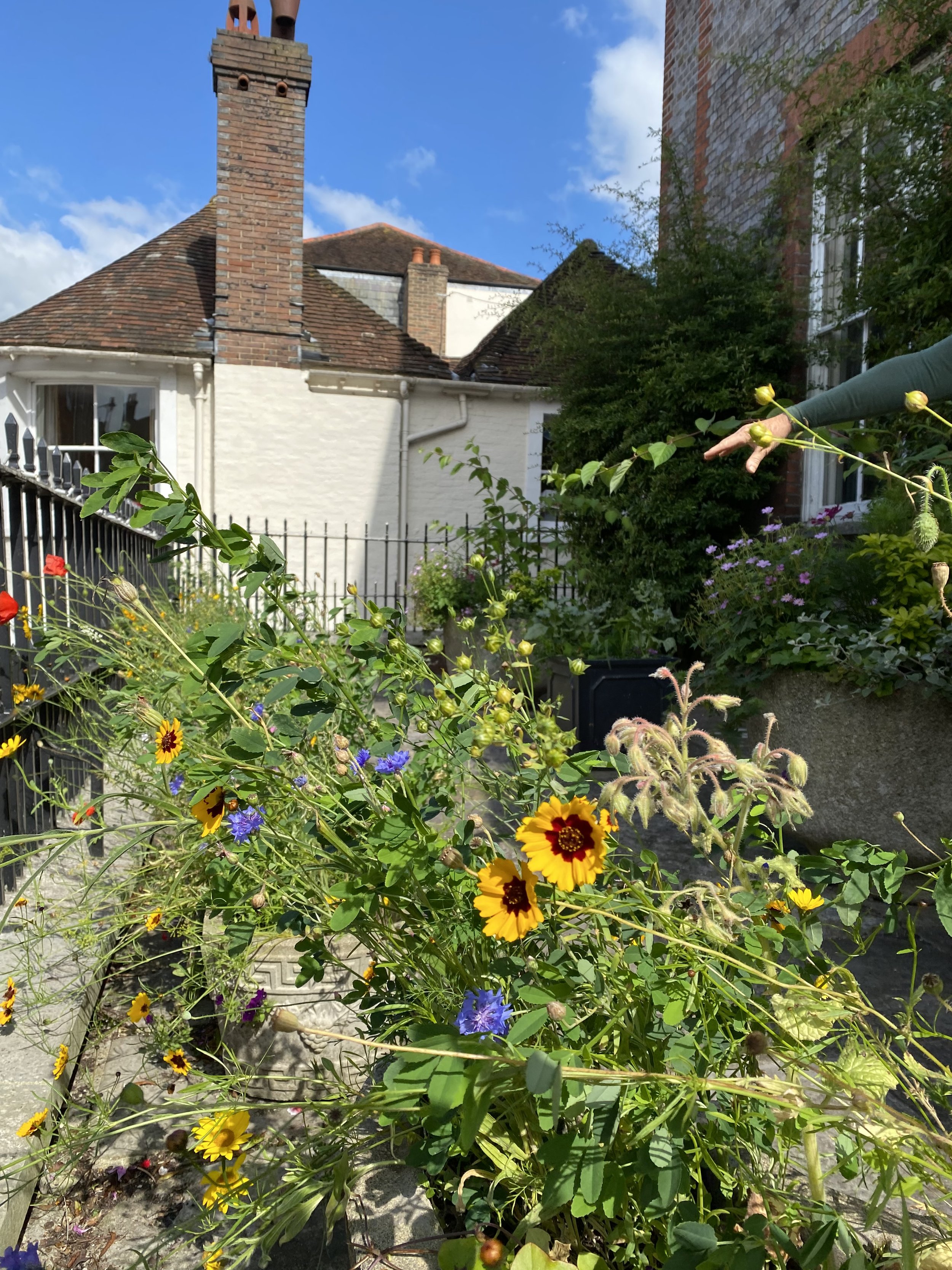 wildflowers in planters LHG 4.JPG