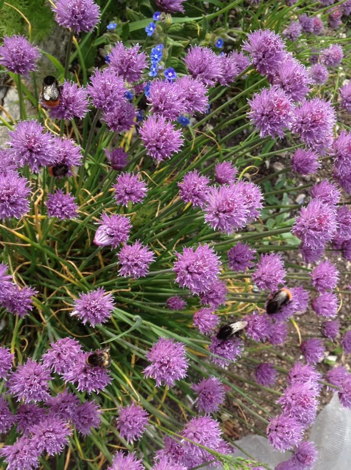 Bees on chive flowers.jpg