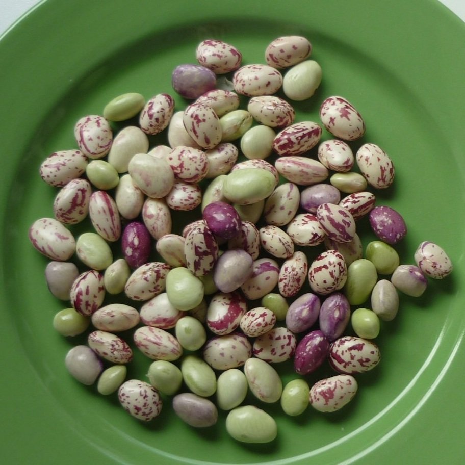 Bean+seeds+SR.jpg