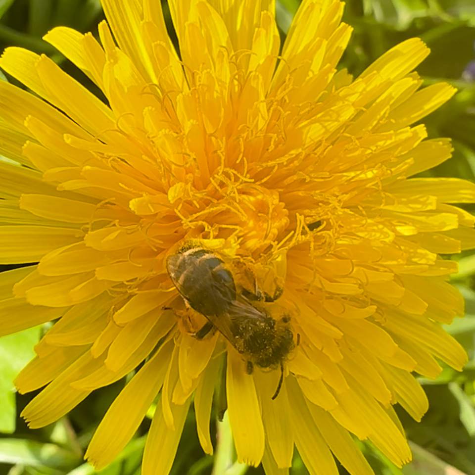 Mining bee on dandelion.png