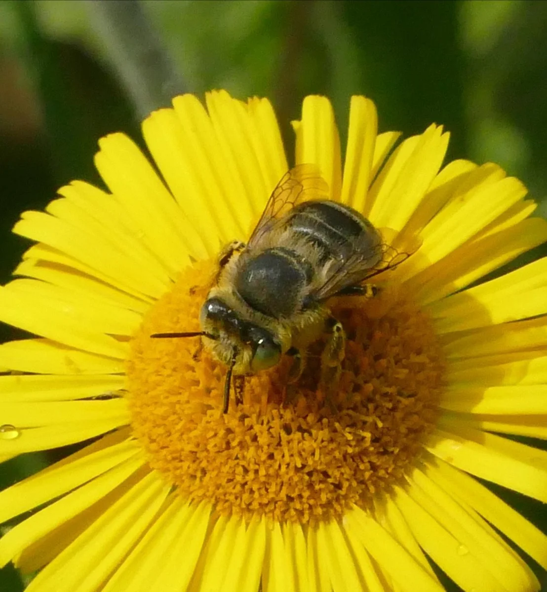 hoverfly Peter Varnham.jpeg