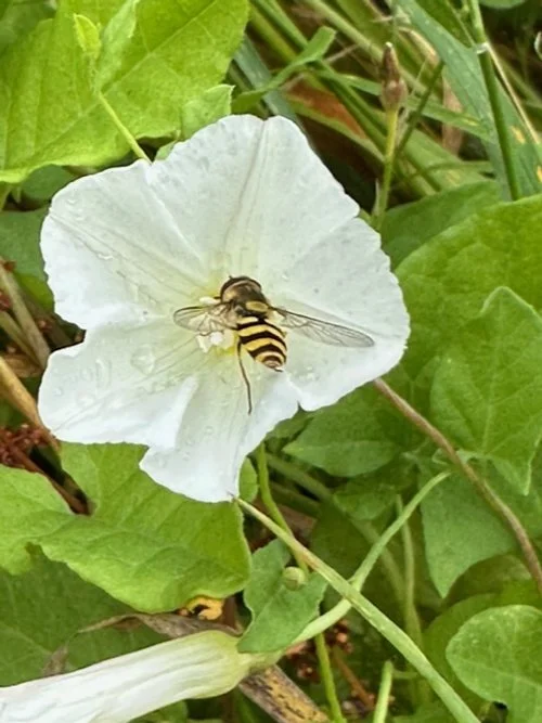 Hoverfly.jpeg