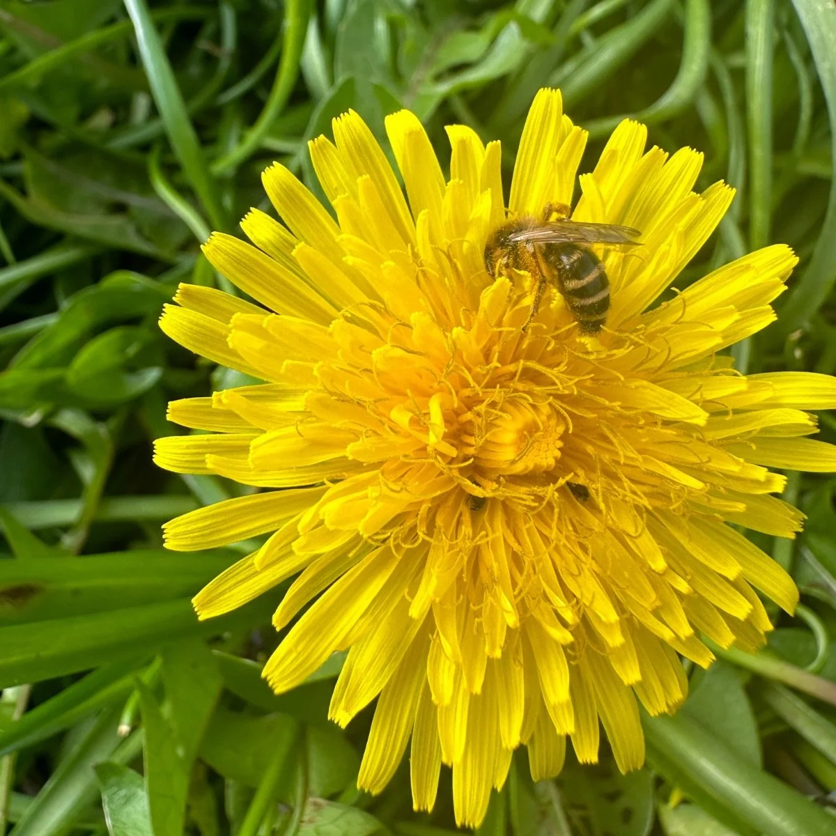 Dandelion and bee Helen Sida.jpeg