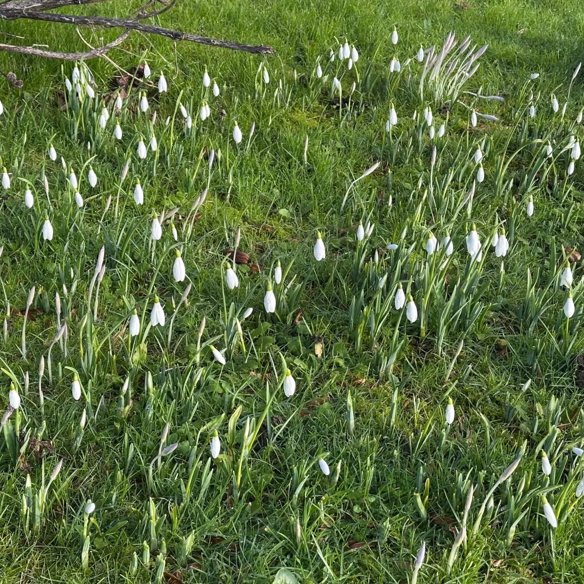 Snowdrops.jpeg