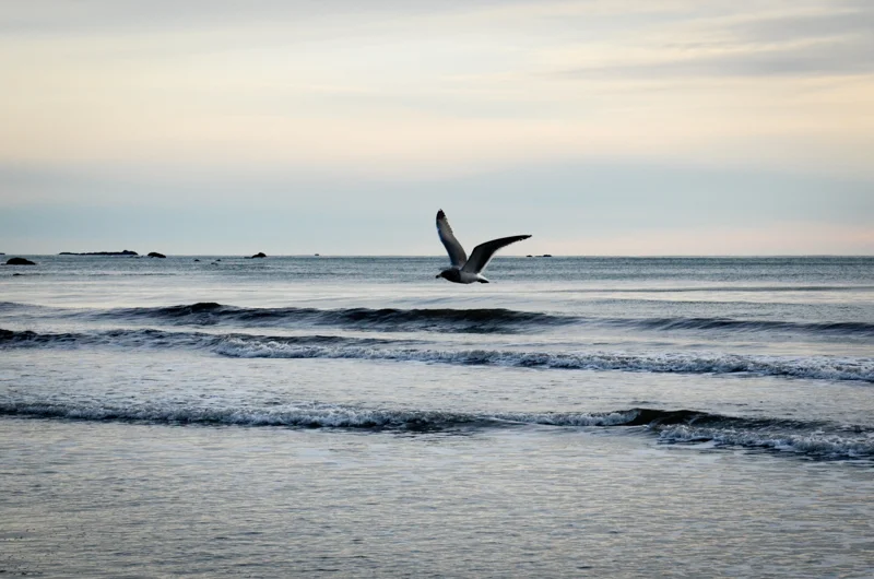 DSC_9442.jpg