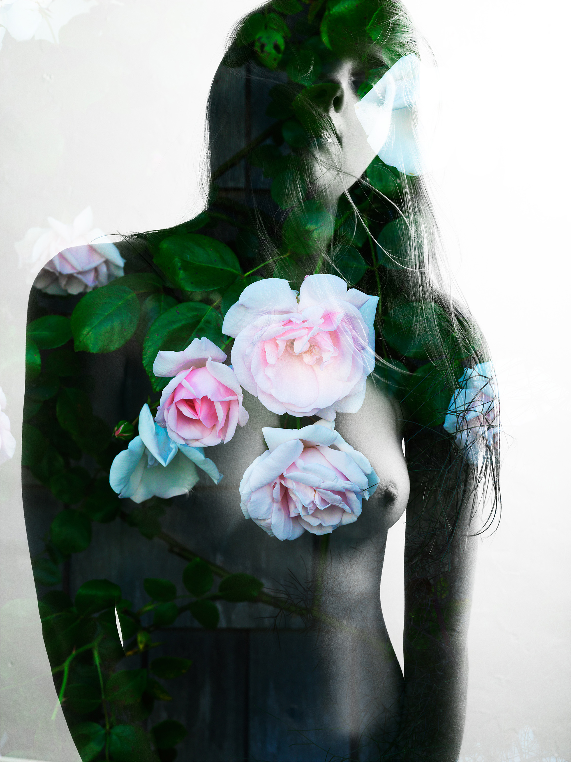 Sconset Rose