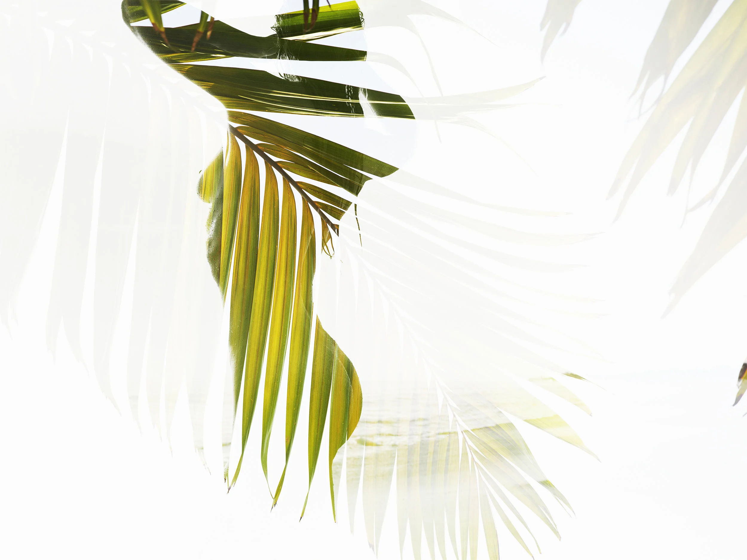 PALM VIEW