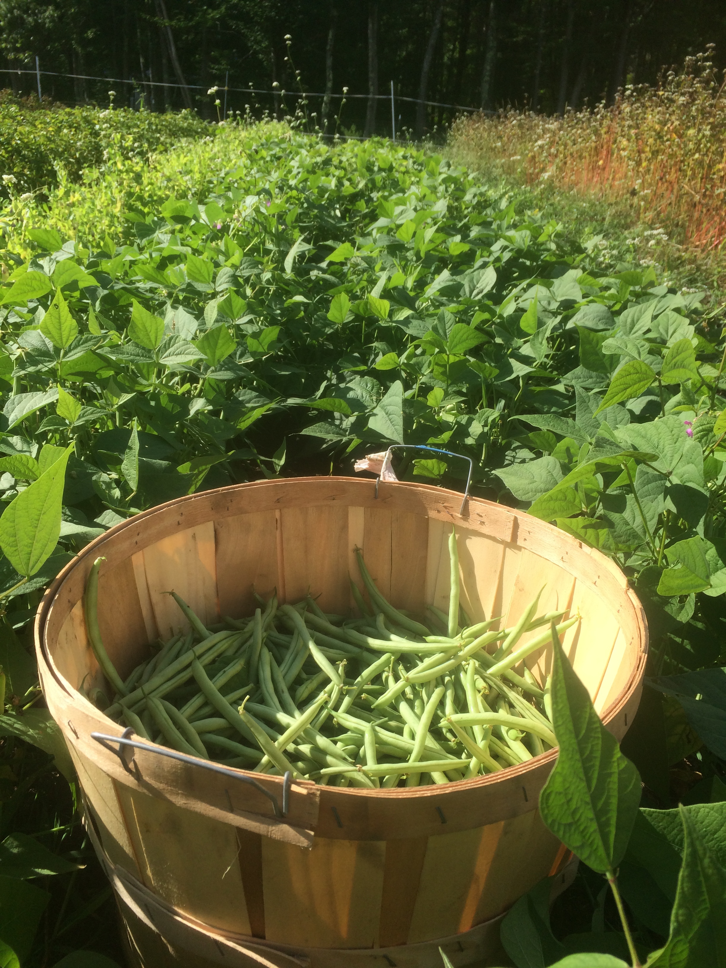 beans.JPG