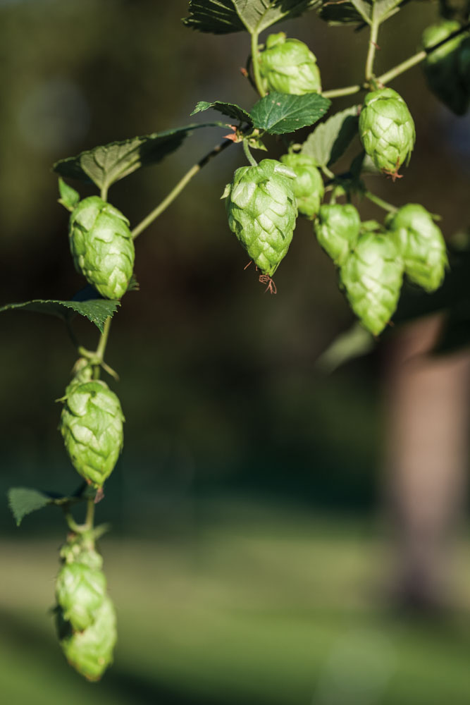 All About Hops