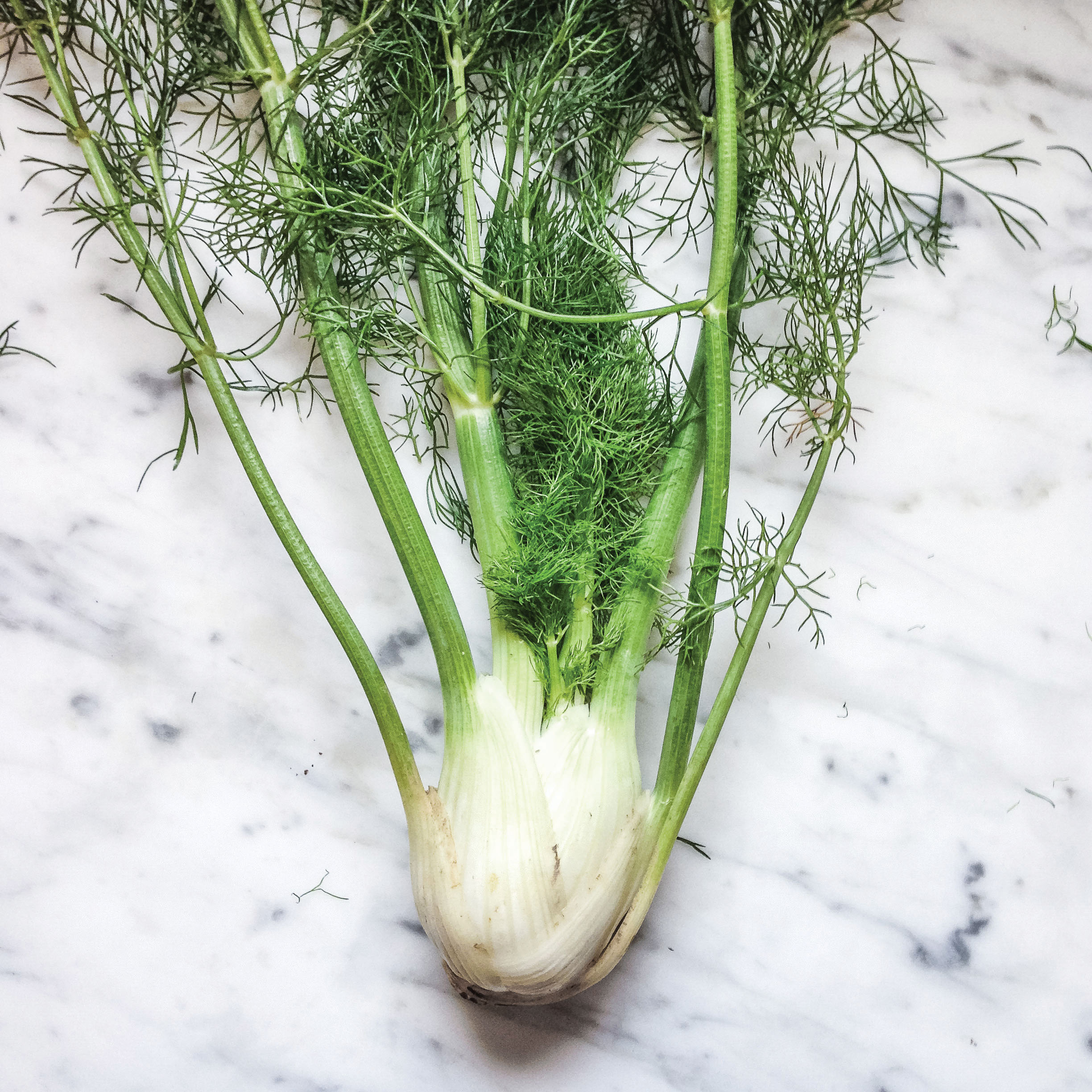 One Ingredient: Fennel