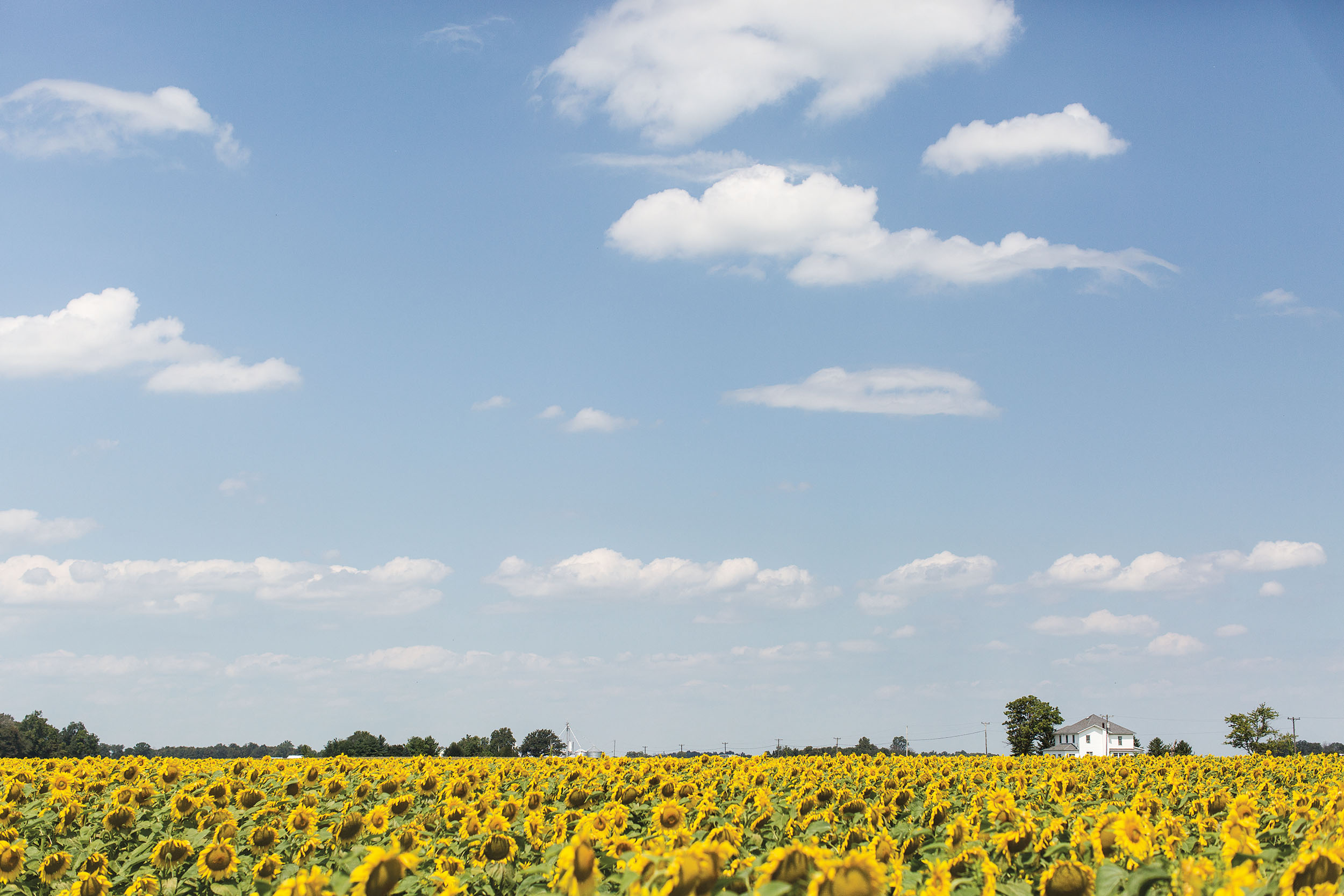 Wine Country: Ohio Valley-Style