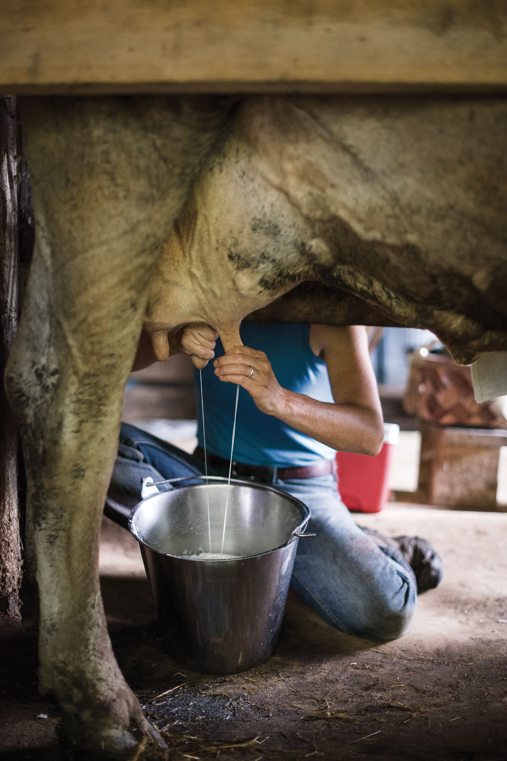 The Real Deal on Raw Milk