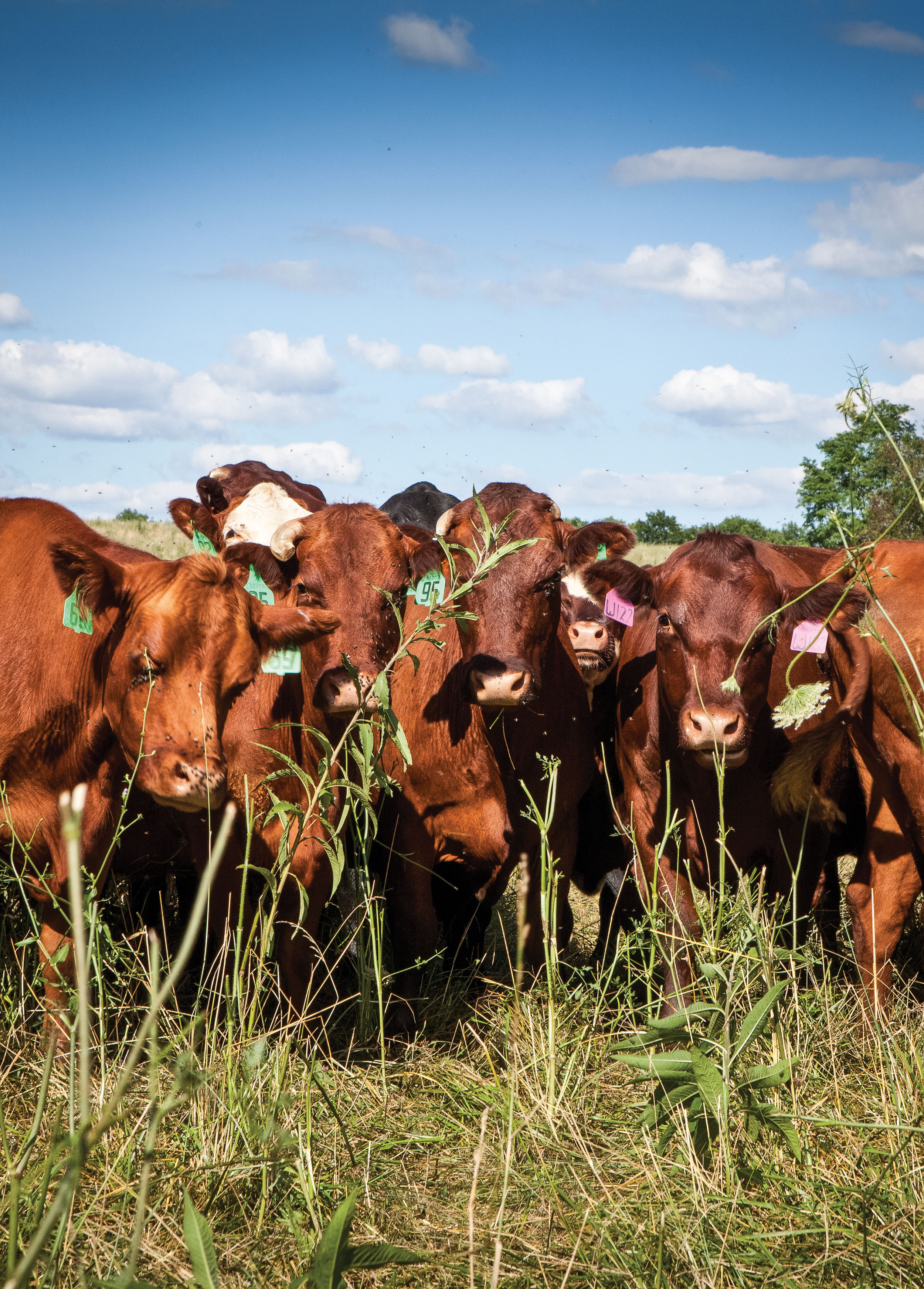 Cattle Auction