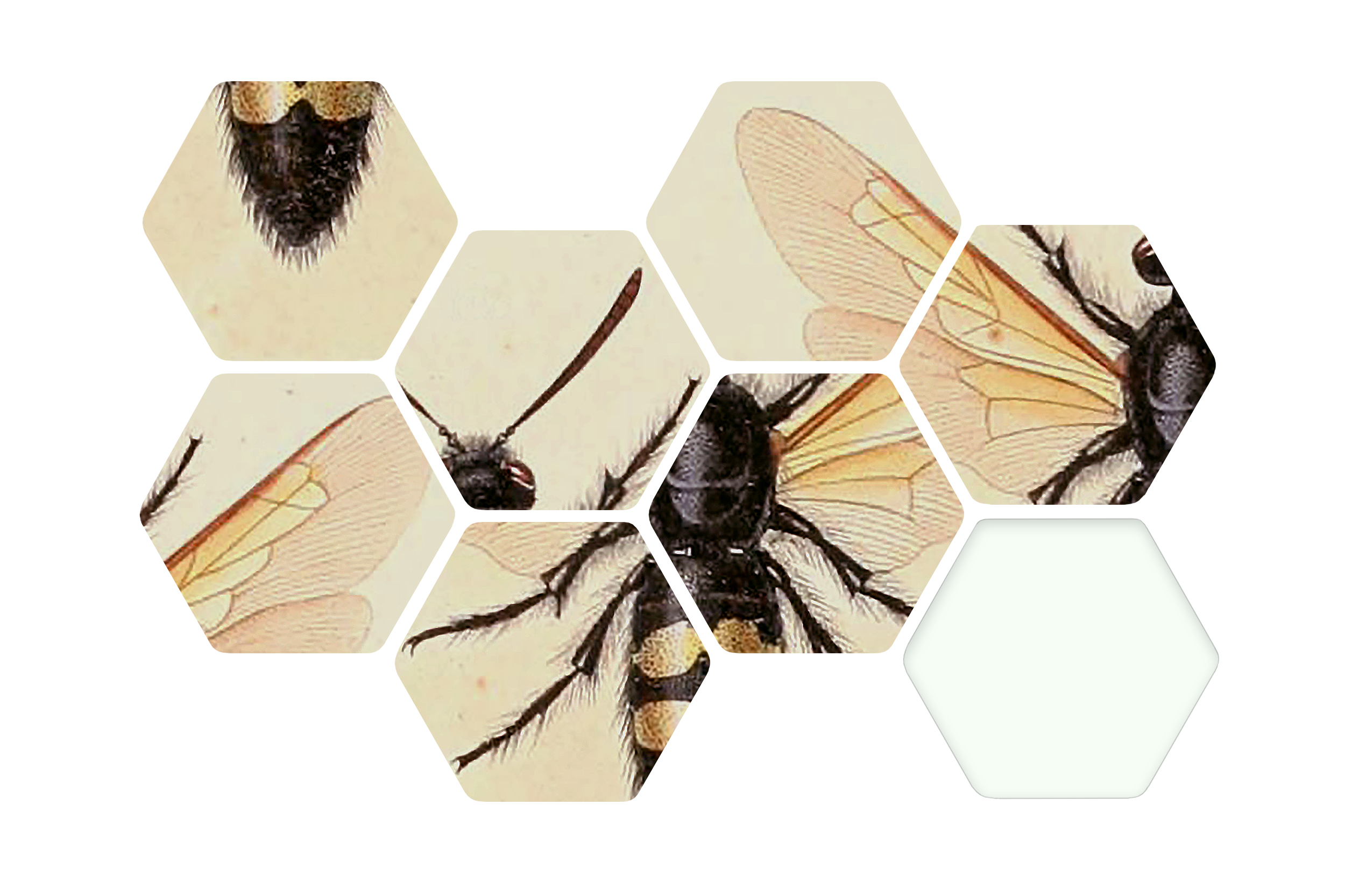 How Are the Bees?